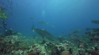 Kaplan köpek balığı ve renkli balık