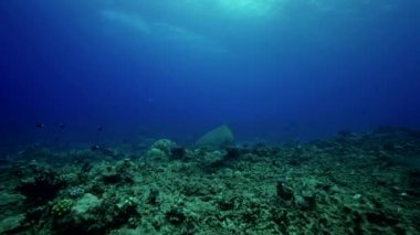 Limon köpekbalığı besleme