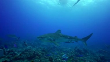 Kaplan köpekbalıkları kayalıkta