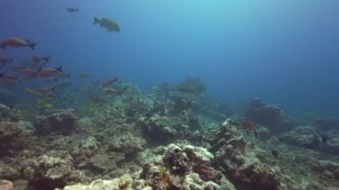 Kaplan köpek balığı ve renkli balık