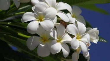 Beyaz frangipani çiçekler