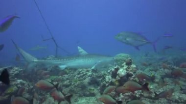 Kaplan köpek balığı ve renkli balık