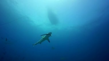 gri köpekbalığı besleme