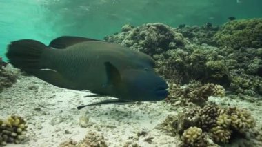 Napoleon Wrasse sığ suda