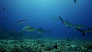 Karayip köpekbalıkları ve balık
