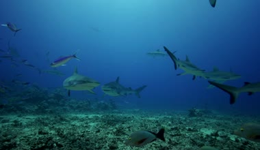 Karayip köpekbalıkları ve balık