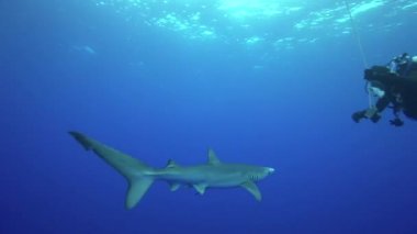 Blue shark scuba dalgıçlar ile