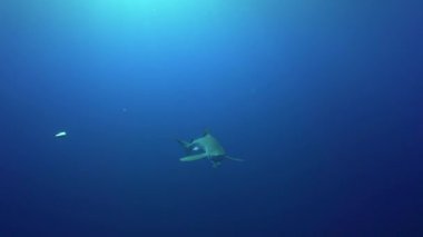 Mavi köpekbalığı besleme