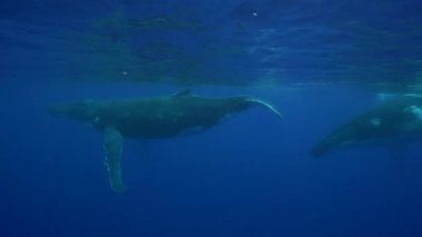 Kambur balinalar Tahiti çevresinde