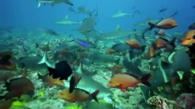 köpek balıkları yemek için arama