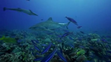 Kaplan köpekbalıkları kayalıkta