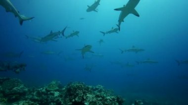 gri resif köpekbalığı