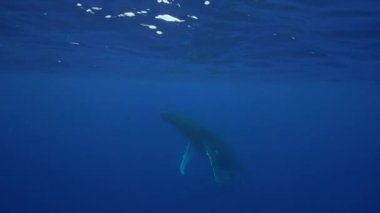 Kambur balinalar Tahiti çevresinde