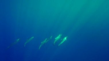 Grup dönücü yunus