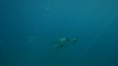 Grup dönücü yunus