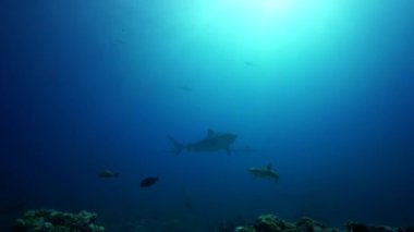 Karayip köpekbalıkları ve balık