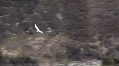 Okyanus altında uçan martı