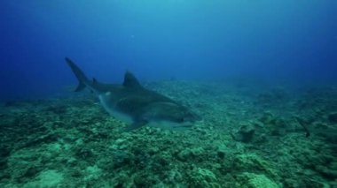 Kaplan köpekbalıkları kayalıkta