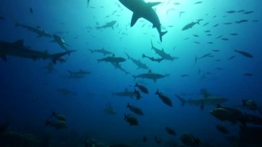 gri resif köpekbalığı