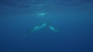 Kambur balinalar Yüzme