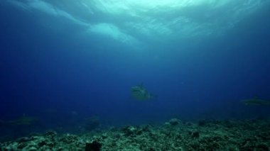 Karayip köpekbalıkları ve balık