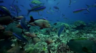 Limon köpekbalığı besleme