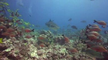 Kaplan köpek balığı ve renkli balık