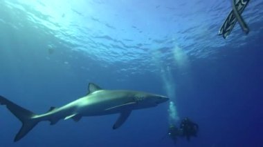 Blue shark scuba dalgıçlar ile
