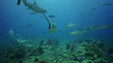 köpek balıkları yemek için arama