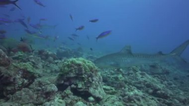 Kaplan köpek balığı ve renkli balık