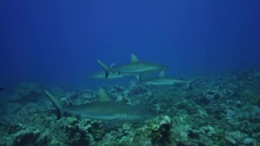 gri resif köpekbalığı ve balık