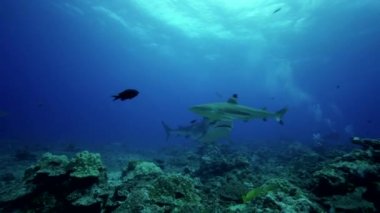 Kaplan köpekbalıkları kayalıkta