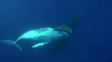 Kambur balinalar Tahiti çevresinde
