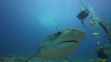 Kaplan köpek balığı ve renkli balık