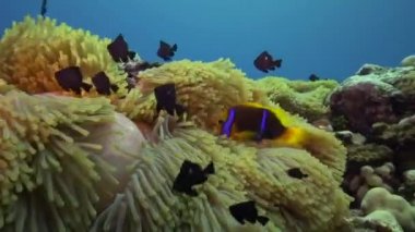 anemon palyaço balık ile