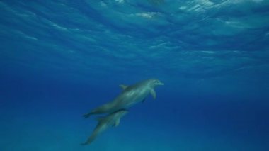 Yunuslar Açık sularda