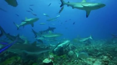 köpek balıkları yemek için arama