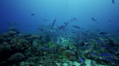 Kaplan köpekbalıkları kayalıkta