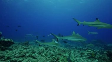 Kaplan köpek balığı ve balık