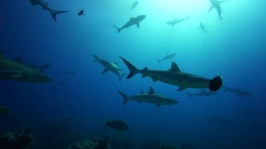 gri resif köpekbalığı