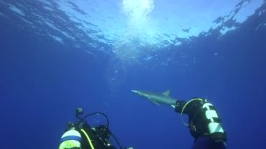 Blue shark scuba dalgıçlar ile