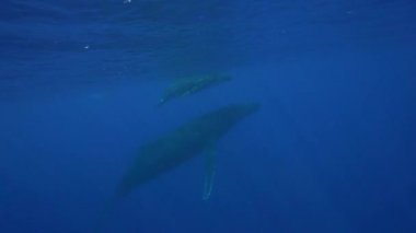 Kambur balinalar Tahiti çevresinde