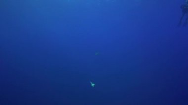 Blue shark scuba dalgıçlar ile