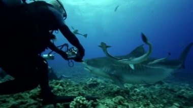 Karayip resif köpekbalığı