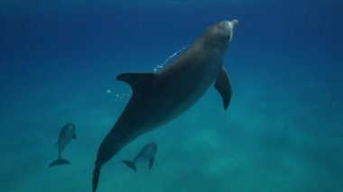 Yunuslar Açık sularda