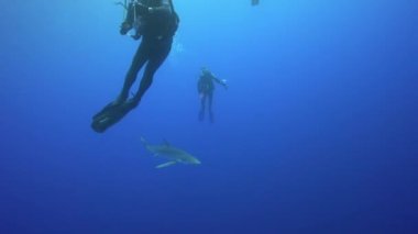 Blue shark scuba dalgıçlar ile