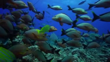 Limon köpekbalığı besleme