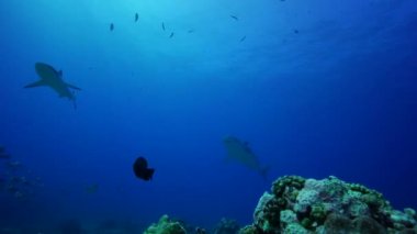 Karayip köpekbalıkları ve balık