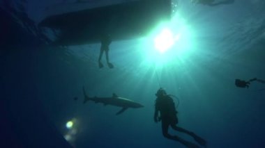 Blue shark scuba dalgıçlar ile