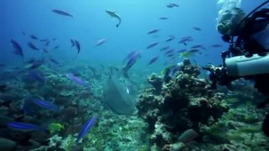 Karayip resif köpekbalığı